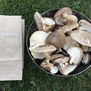 Fresh Shiitake Mushrooms - 8 oz bag