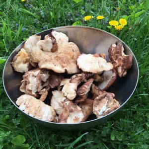 Grade B shiitake