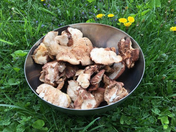 Grade B shiitake