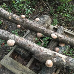 Set of 5 Shiitake Logs
